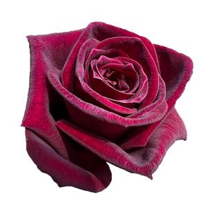 暗香月季花苗四季浓香灌木大花阳台盆栽庭院地栽切花黑红玫瑰欧月