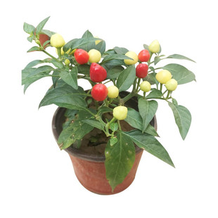 珍珠彩椒种子辣椒籽种子大全四季农业高产盆栽苗北南方种蔬菜种孑