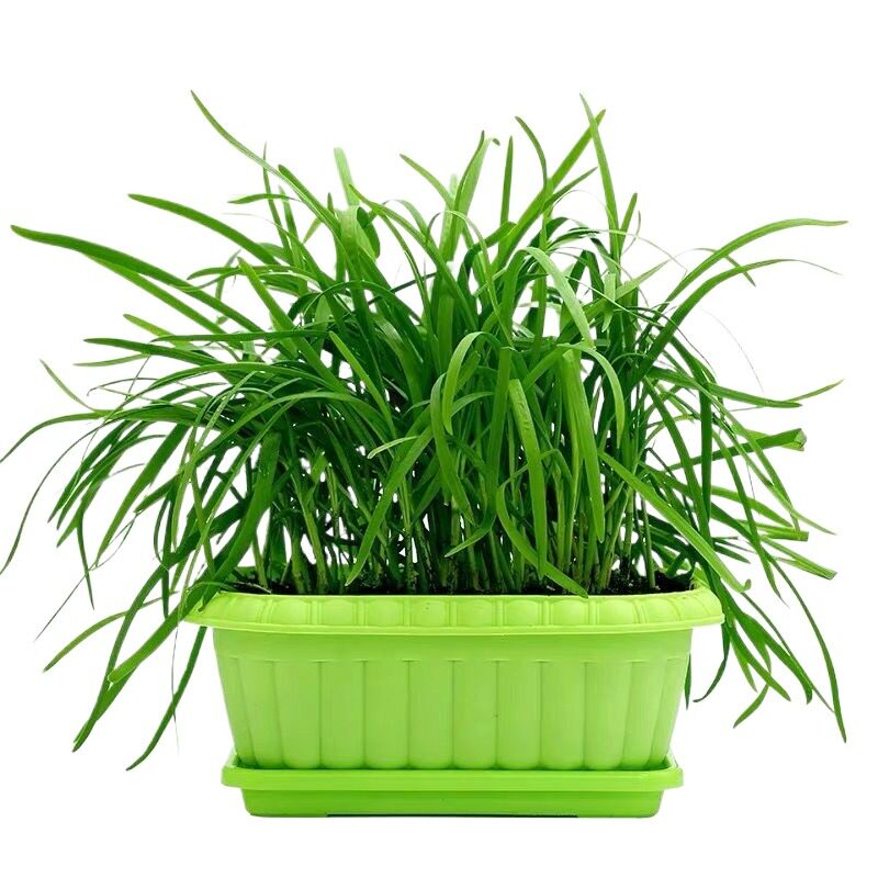 韭菜根苗紫根宽叶蔬菜四季阳台庭院盆栽农家菜籽种苗多年生老品种