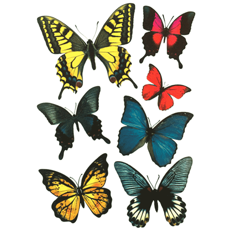 蝴蝶车贴遮挡划痕小面积