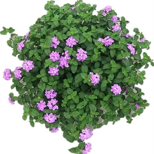 五色梅盆栽 马缨丹 耐热耐晒花期长多年生木本阳台庭院花卉 包邮