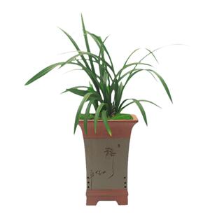 兰花苗 碧玉圆荷 春兰珍品荷瓣浓香型好养绿植花卉盆栽春季带花苞