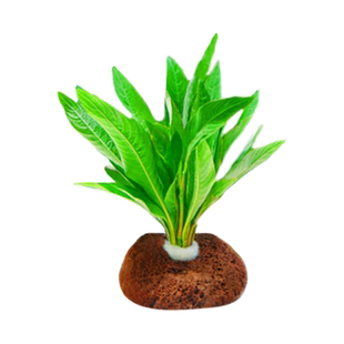 鱼缸水草植物真草造景阴性水榕蜈蚣绿菊冒泡净水培菌新手装饰套餐