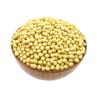 小粒黄豆发芽专用小金黄发豆芽