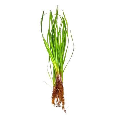 原生缸造景大水兰小水兰前后景