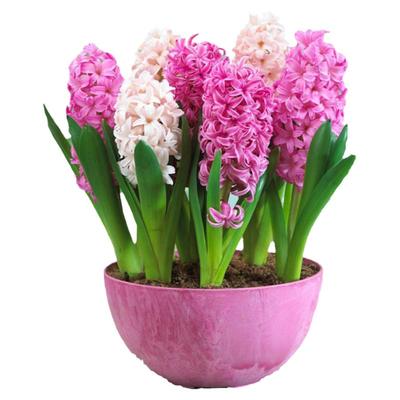 风信子种球进口土培水培耐寒秋冬季盆栽四季种植大球浓香花卉绿植