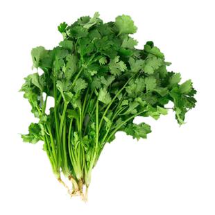 燎原绿色香菜 芫荽调味青菜火锅菜国家绿色认证新鲜绿色蔬菜 包邮