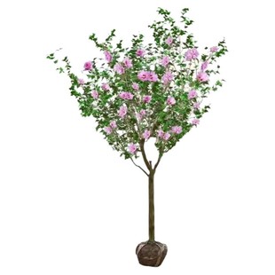 重瓣木槿花苗盆栽木槿树苗室内室外庭院耐寒耐阴植物工程绿化苗木