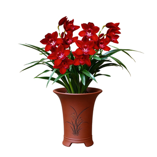 好养名贵兰花苗金凤凰花期带花苞盆栽室内有香味的红花卉绿植四季