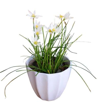 多年生宿根花卉植物耐荫耐寒耐晒