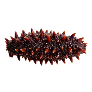 俄罗斯足干大红海参进口天然野生北方四岛六排刺参纯淡干货无添加