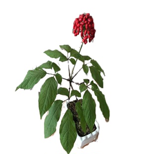 带盆栽好4年苗2株长白山4年人参苗当年开花结果【看直播】送种子