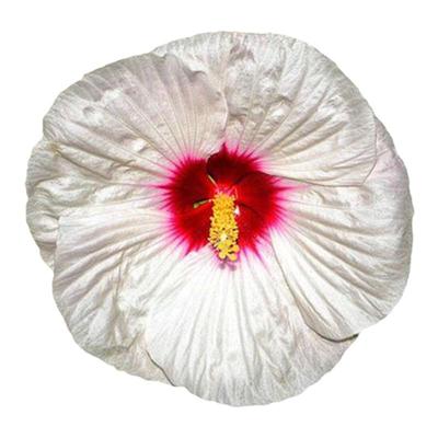花苗耐寒鲁虹芙蓉葵宿根花园夏秋