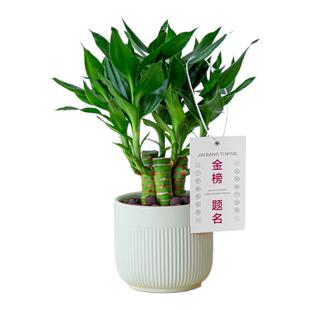 文昌竹丛林富贵竹带根金榜题名室内盆栽高考书桌绿植净化空气好养