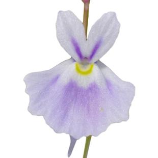 禾叶狸藻布朗歇海妖女小虫草堂食虫植物盆栽小白兔子小蓝挖耳草