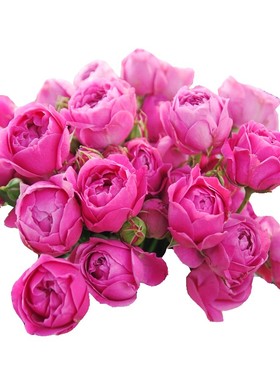 庭院植物紫雾泡泡欧月盆栽