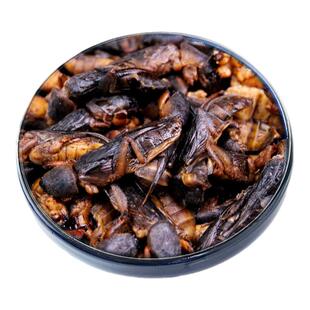 2025新鲜高蛋白草土狗仔蝲蝲蛄蝼蛄油炸食用昆虫爬地狗冰鲜活冷冻