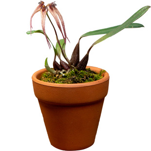 匠人花圃石豆兰原泰国卷瓣兰小巧精致红色匠人花圃雨林缸植物附生