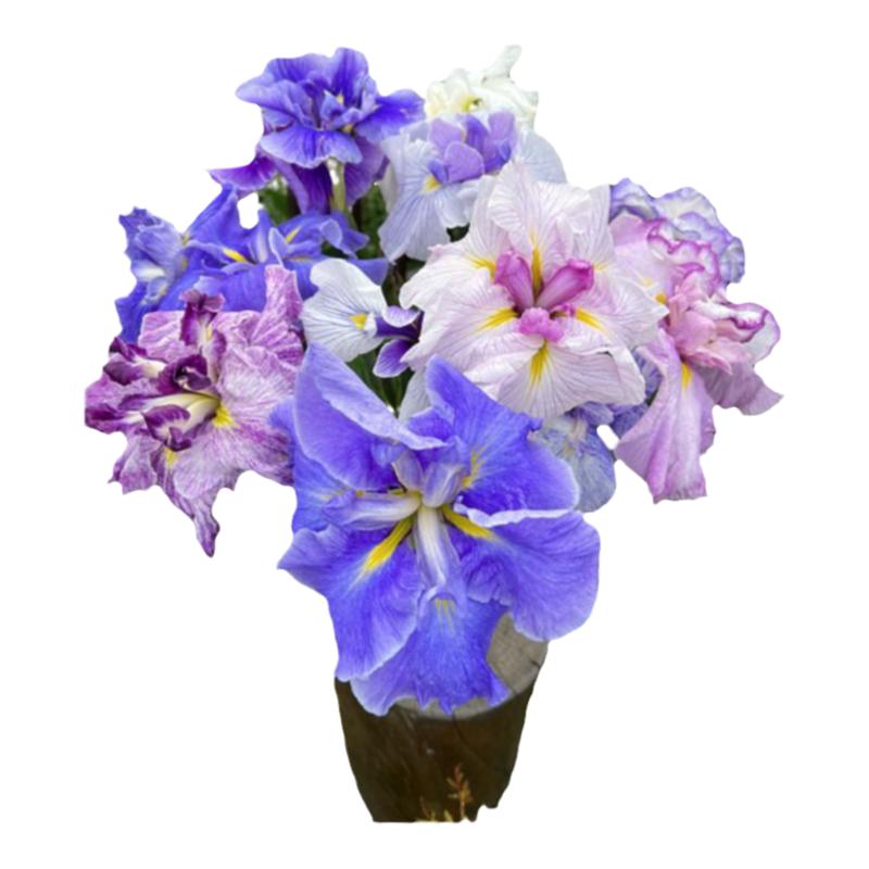 26年新品花菖蒲日本鸢尾名贵包活
