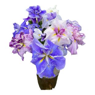 日本名贵花卉鸢尾大花菖蒲玉蝉花苗世界进口园庭院绿植地盆栽阳台