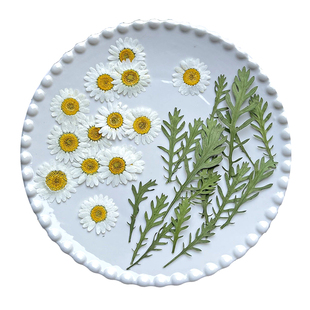 干花小雏菊洋甘菊压片迷你花朵植物标本滴胶手机壳贴脸妆押花diy