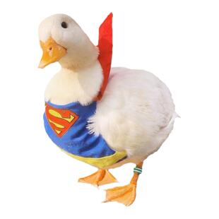 柯尔鸭宠物纯种成年正宗科尔鸭可达鸭宠物鸭柯尔鸭活物网红宠物鸭