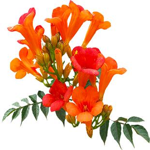 凌霄花苗盆栽四季爬墙藤本植物美国炮仗大花浓香庭院阳台老桩树苗