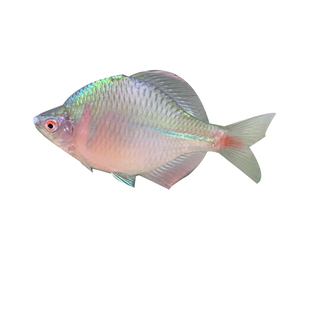 鳑鲏鱼高体品种球体除藻冷水鱼活体原生群游鱼好养适应性强观赏鱼