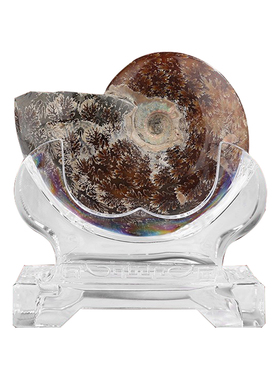 正品李居明九运吉祥物斑彩螺