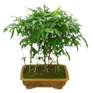 毛竹种子楠竹金镶玉早园竹紫竹佛肚竹苗室外庭院盆栽种籽四季常青