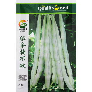 高产摘不败白芸豆种子豆角扁豆蔬菜孑四季豆种籽老来少豆种白不老