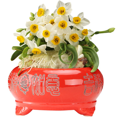 漳州单瓣精选适合雕刻水仙花种球