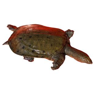 生态正宗土甲鱼鲜活外塘放养5年活体青黑花甲鱼王八水鱼老鳖食用