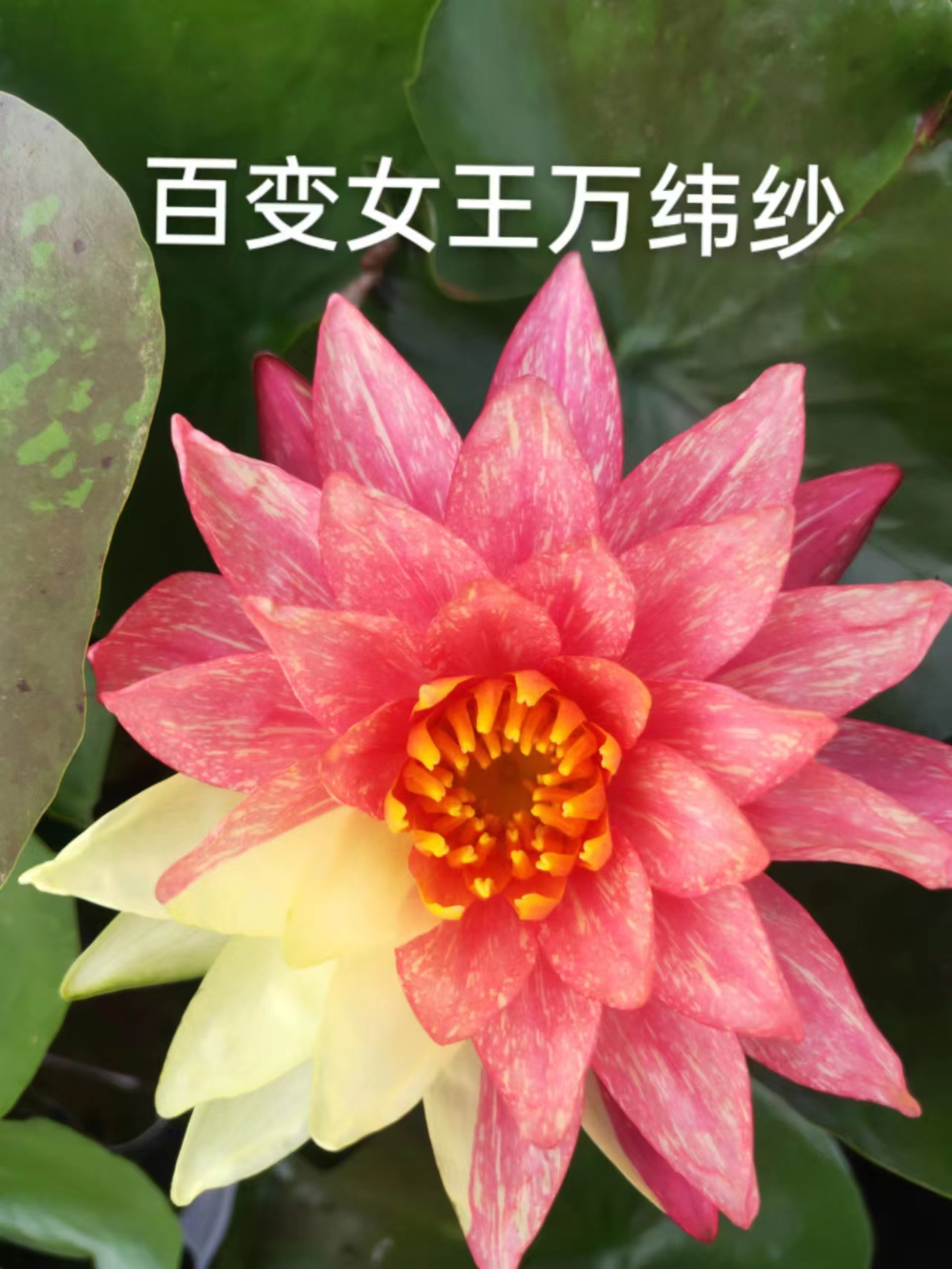 池塘水池大睡莲花水培植物四季水养带芽荷花盆栽睡莲根块茎带花苞