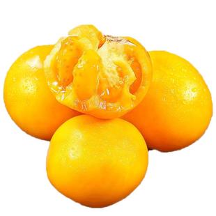 内蒙古五原黄柿子新鲜现摘沙瓤自然熟黄色西红柿水果番茄生吃蔬菜