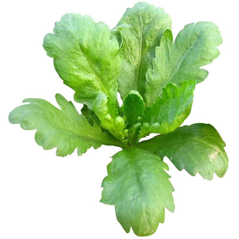大叶茼蒿种子耐热皇帝菜种孑春秋