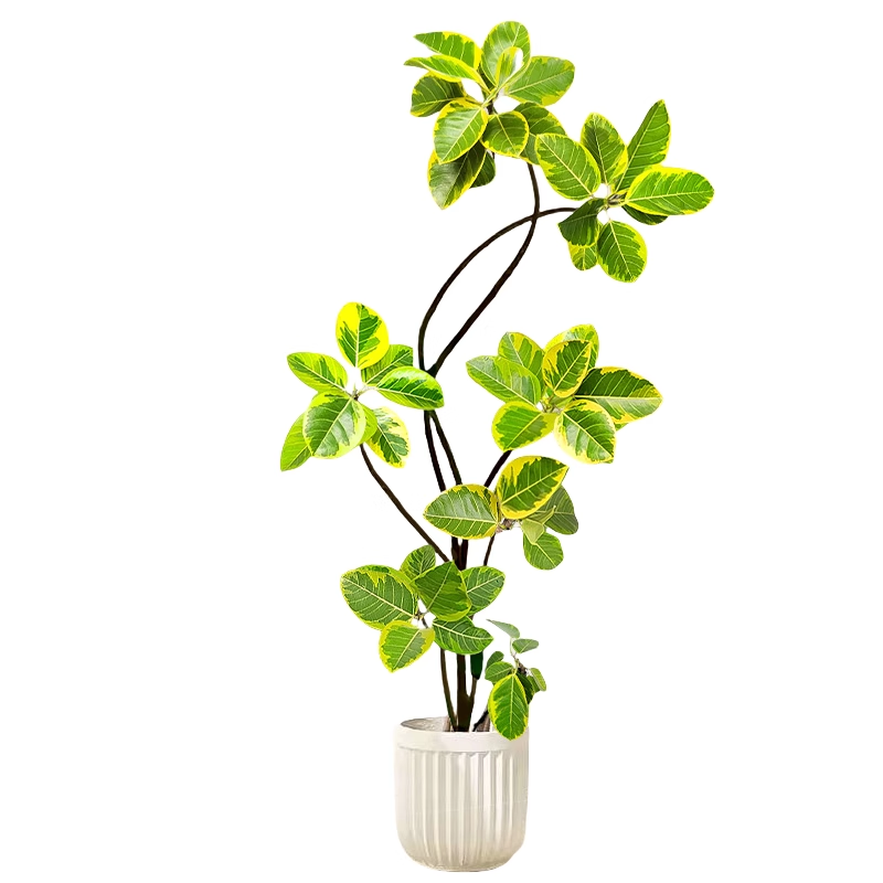 黄金榕客厅绿植室内大型植物富贵榕橡皮树大盆栽落地大号好养禄植