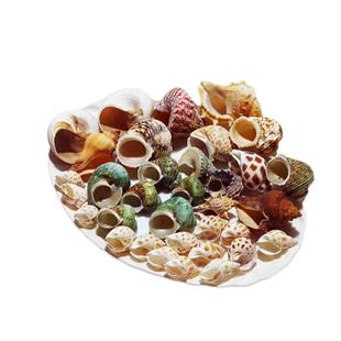 口径0.3-4cm寄居蟹替换壳 天然海螺鱼缸调节水质硬度ph硝化菌豆丁