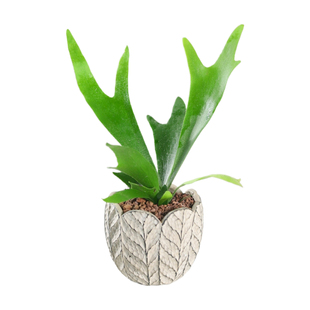 大型展叶鸟巢蕨盆栽室内观叶植物耐旱肾蕨迷你蕾丝蕨客厅净化空气