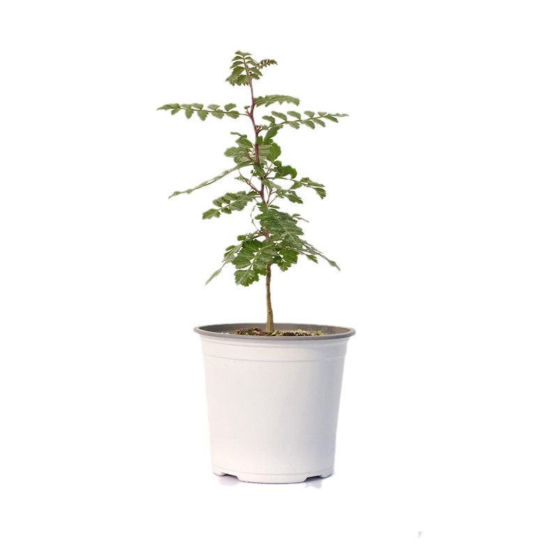 橡木漆树 Pachycormus discolor 冬型种块根 实生苗 小众珍稀好养