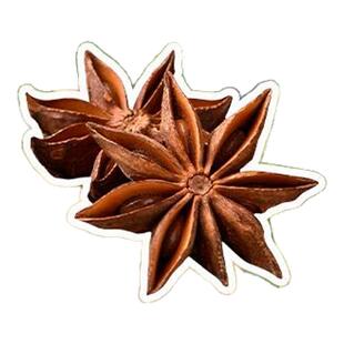 八角树树苗盆栽广西大红罗马嫁接大苗食用大料南方北方种植茴香树