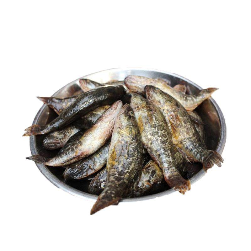 老头鱼黑龙江特产东北鲜活