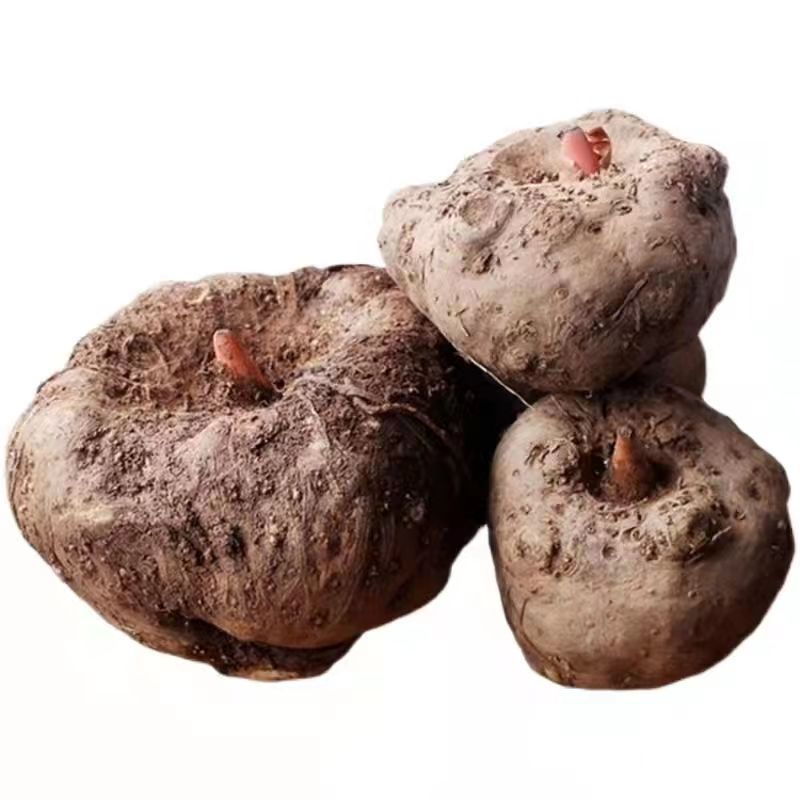 秦岭高山现挖新鲜生魔芋正宗农家自种制作魔芋豆腐原材料10斤包邮