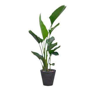 PHYSIS尼古拉天堂鸟鹤望兰室内高档观叶室内盆栽美观好养净化空气