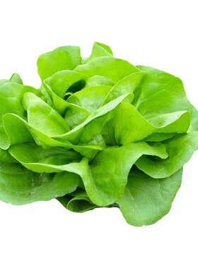 沙瓤西红柿种孑苗普罗旺斯番茄种子草莓圣女果籽盆栽蔬菜种子大全