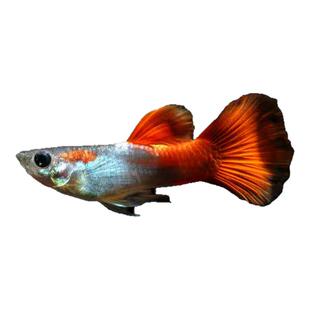 巴西红扇孔雀鱼纯种凤尾鱼全红孔雀鱼待产下崽狂魔胎生好养耐鱼苗