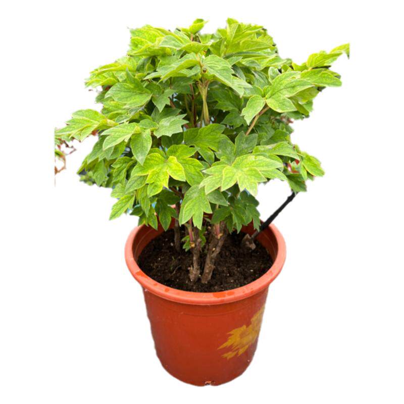 牡丹盆栽 带花苞老盆养洛阳牡丹牡丹/芍药