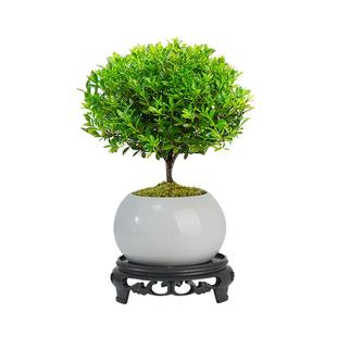 小叶赤楠盆景老桩树室内盆栽植物花卉办公室金丝楠木桌面小绿植