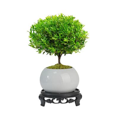 小叶赤楠盆景室内盆栽小绿植