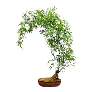 小叶簕竹成品客厅茶室盆景竹子老桩盆栽绿植室内禅意竹簕四季好养